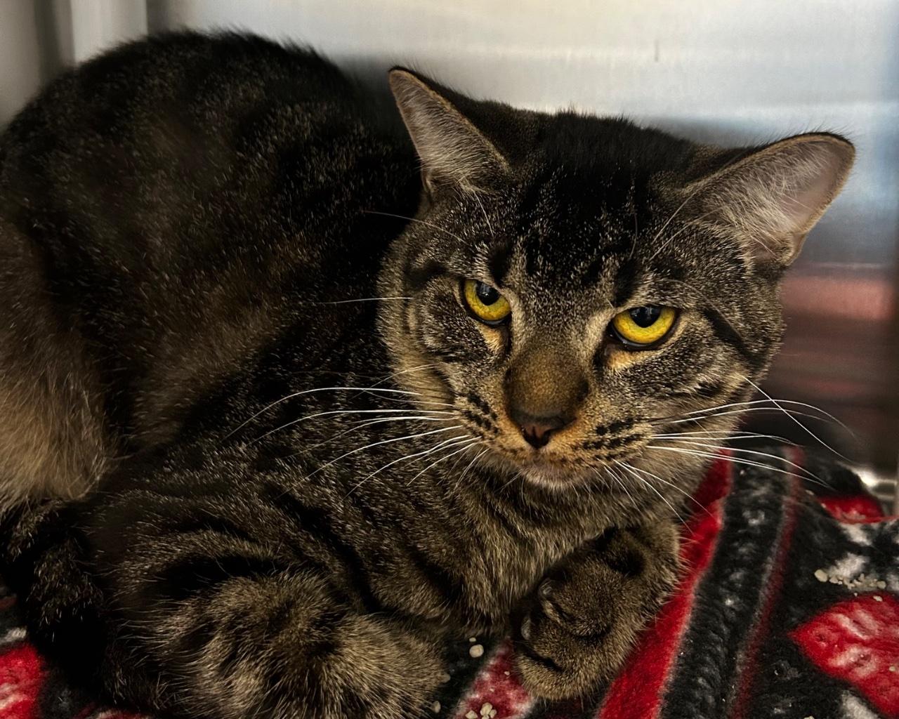Cabot, Adoptable, Young Male Domestic Short Hair.