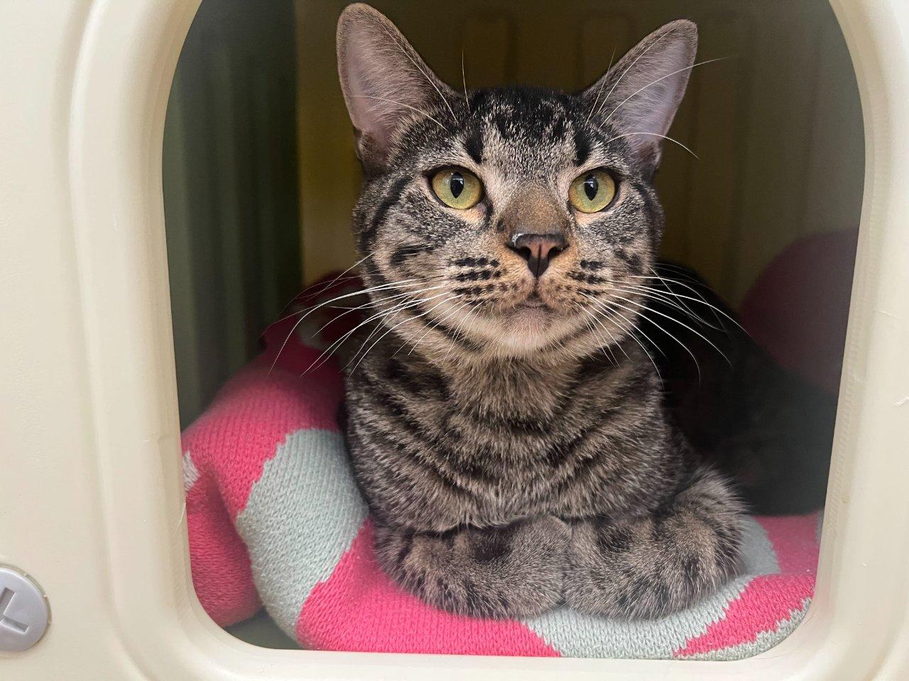Enlarge Cabot, a Adoptable Domestic Short Hair in Raleigh, NC image 2/3