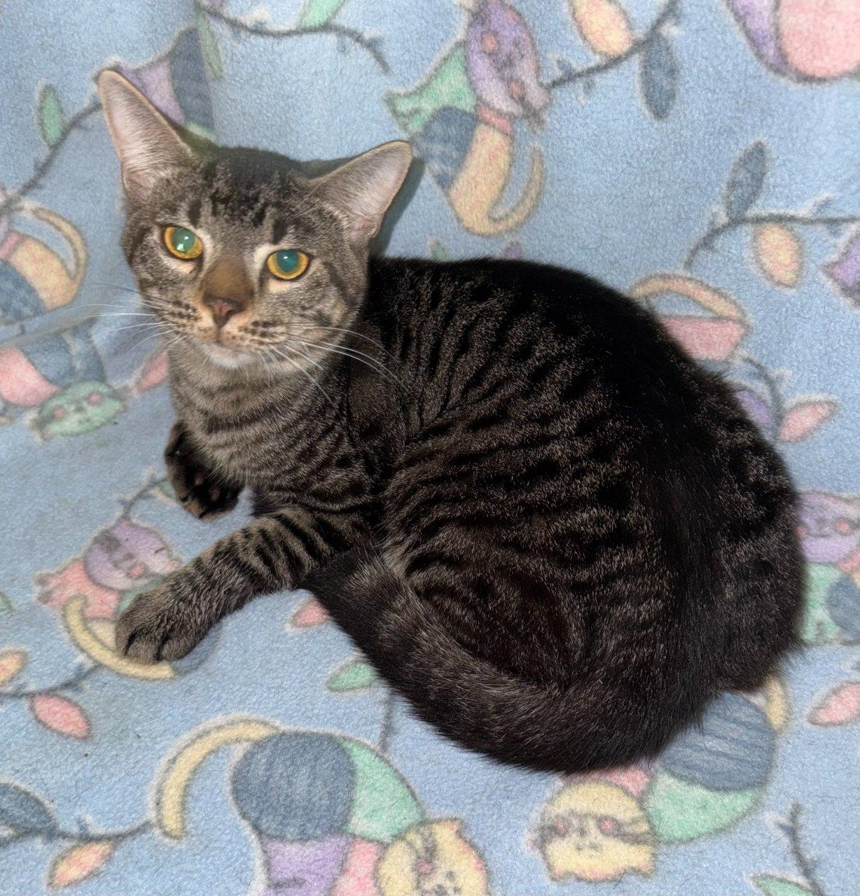 Enlarge Cabot, a Adoptable Domestic Short Hair in Raleigh, NC image 1/1