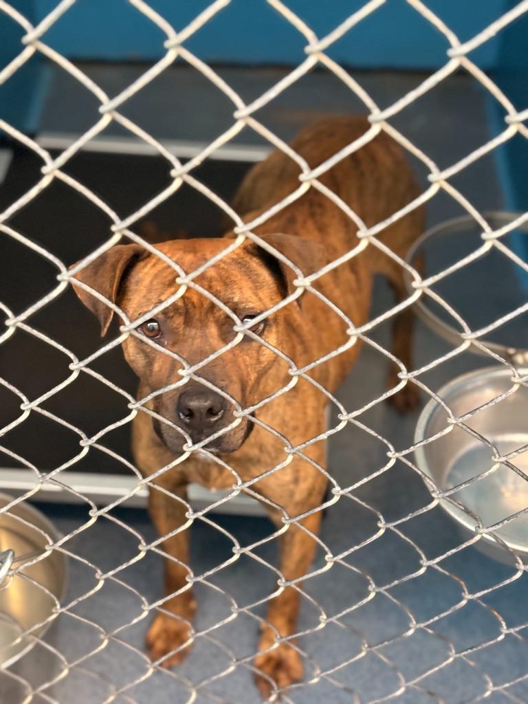 Topaz, Adoptable, Young Female Mixed Breed.