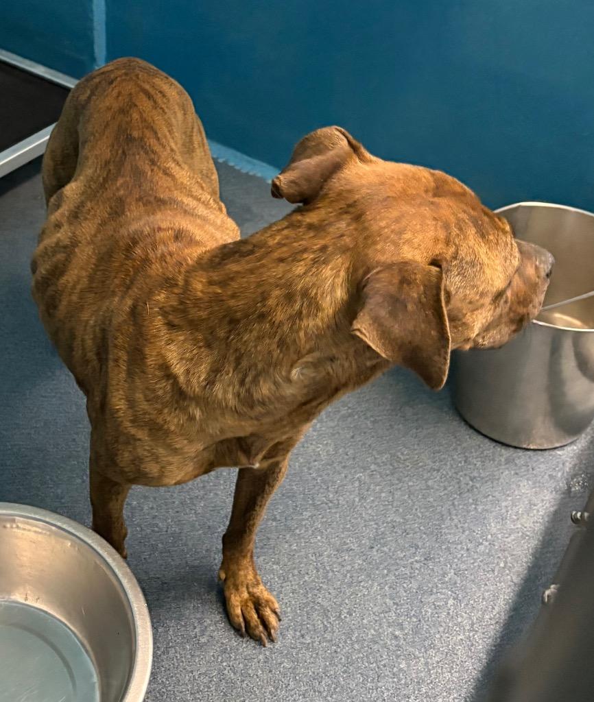 Enlarge Topaz, a Adoptable mixed breed in Effingham, SC image 2/3