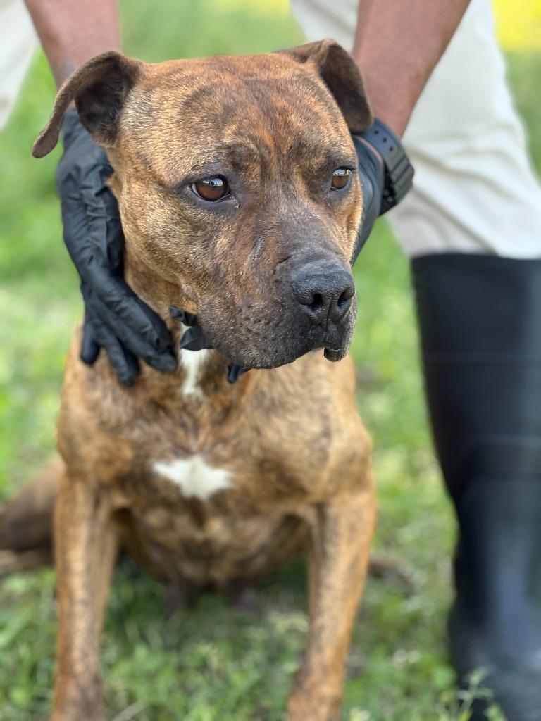 Enlarge Topaz, a Adoptable mixed breed in Effingham, SC image 3/3