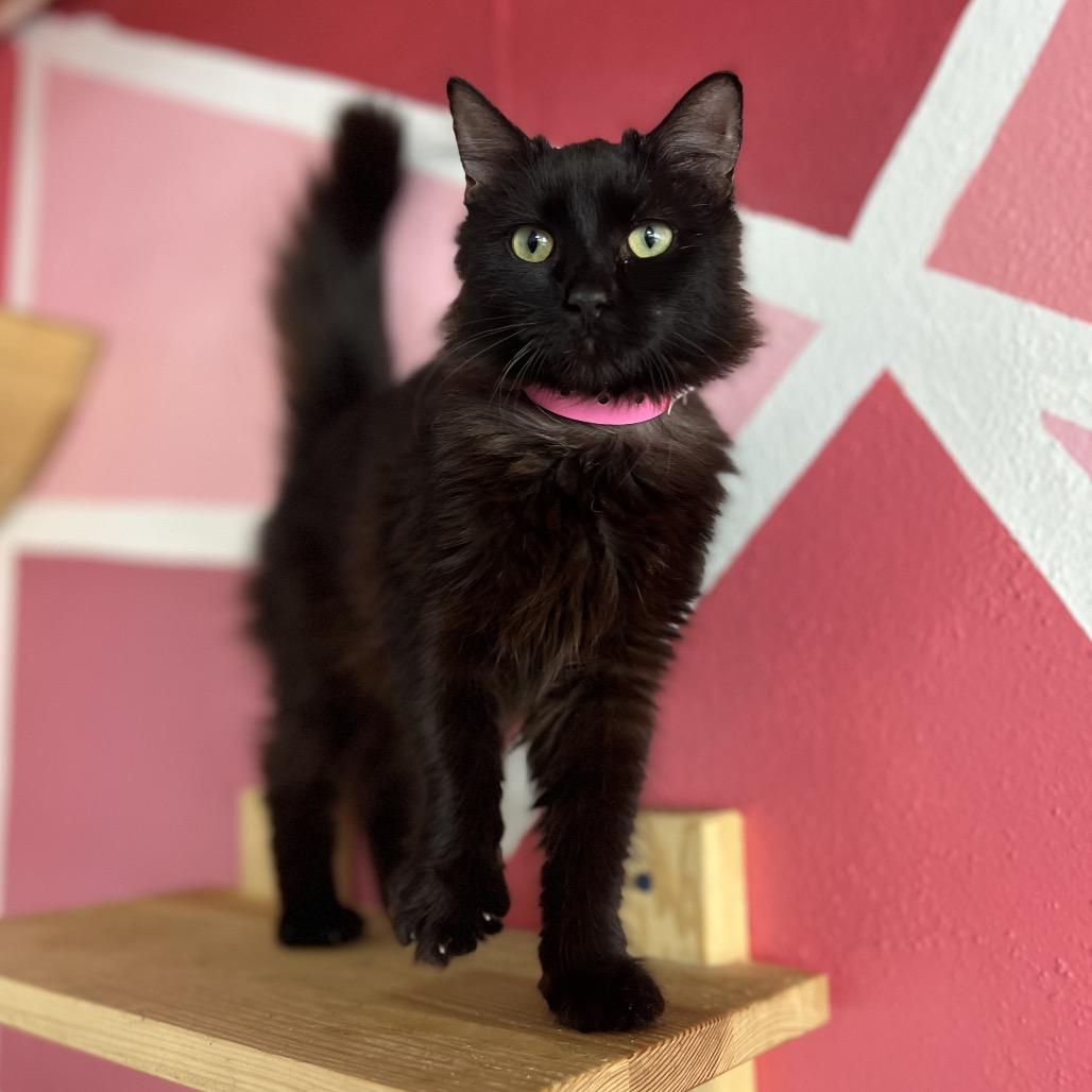 Venus, Adoptable, Young Female Domestic Short Hair.
