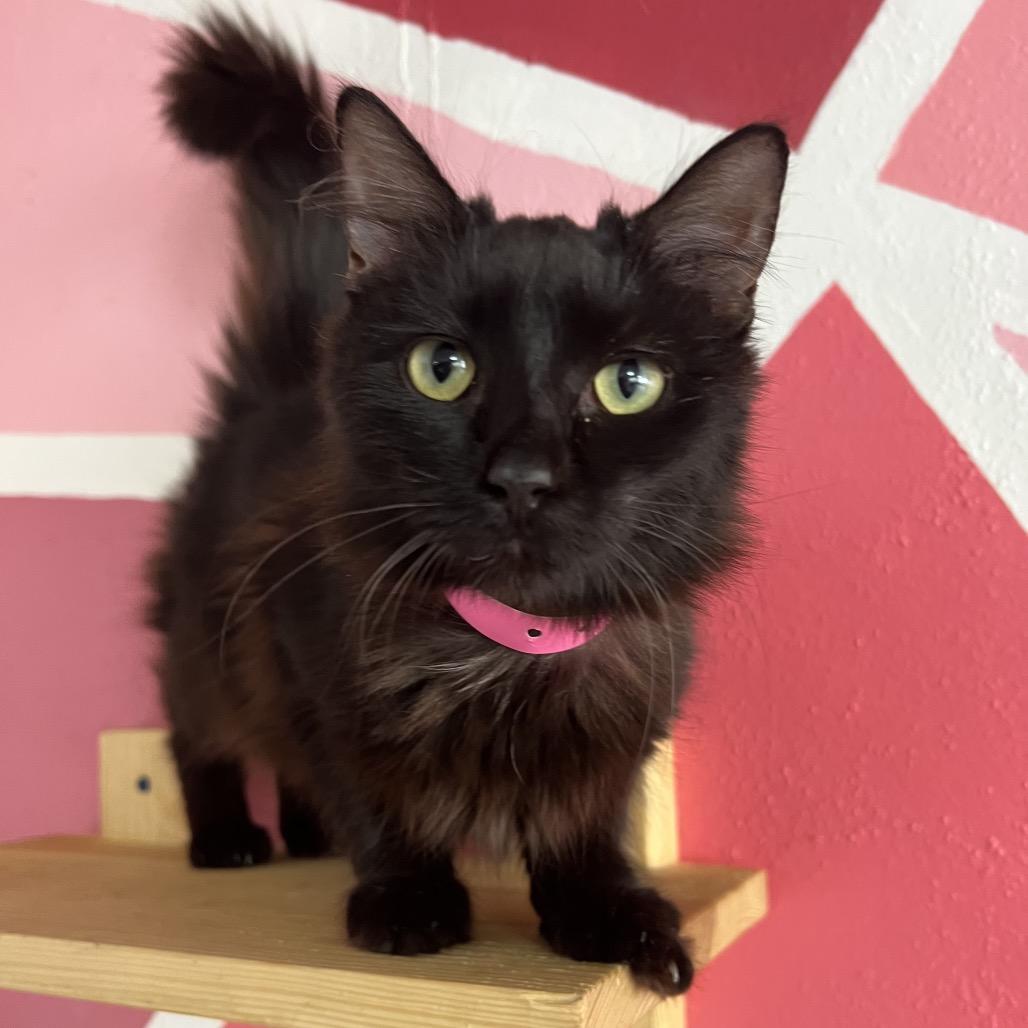 Enlarge Venus, a Adoptable Domestic Short Hair in Newberg, OR image 2/2