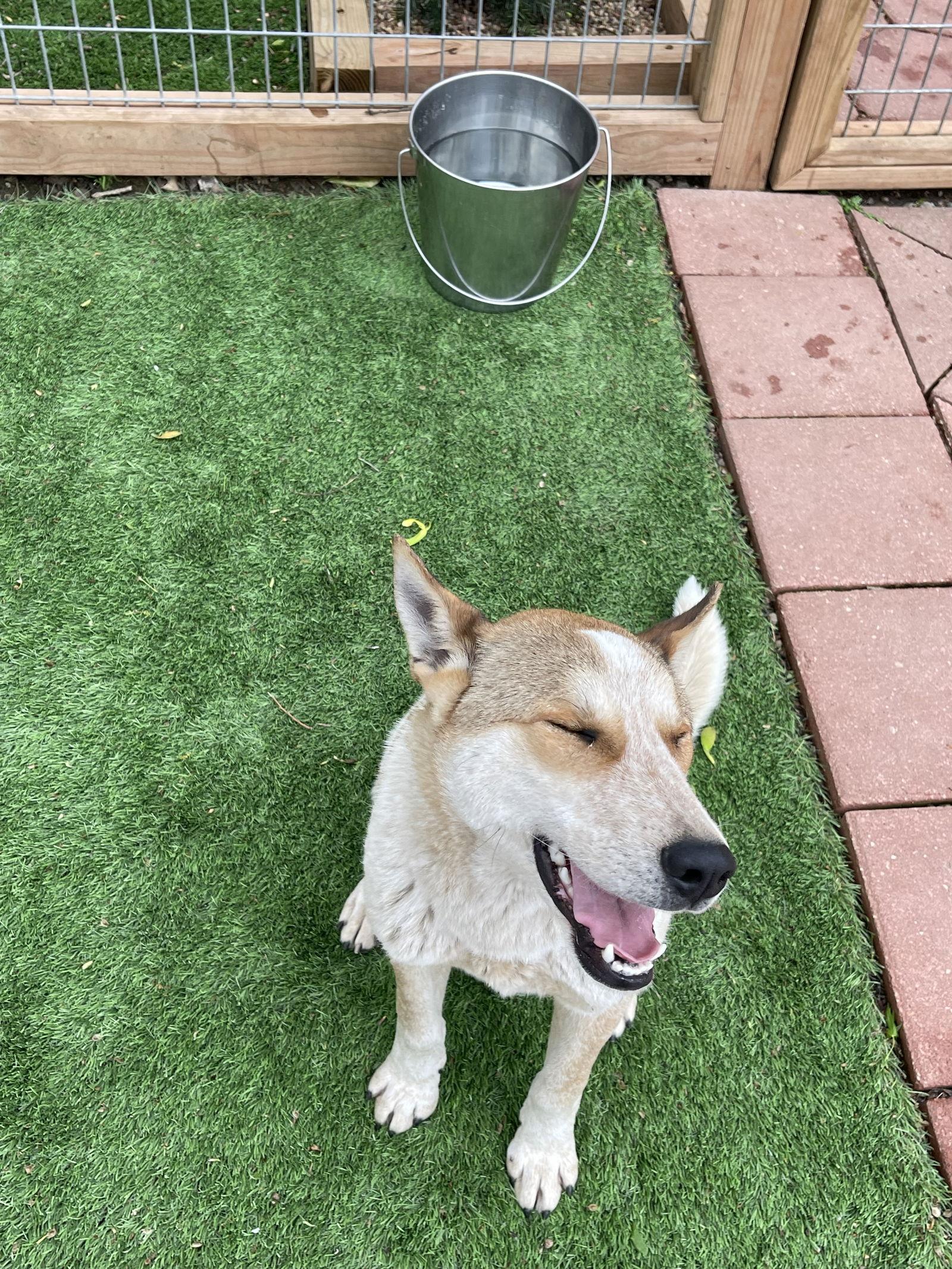 Mickey, Adoptable, Adult Male Australian Shepherd.