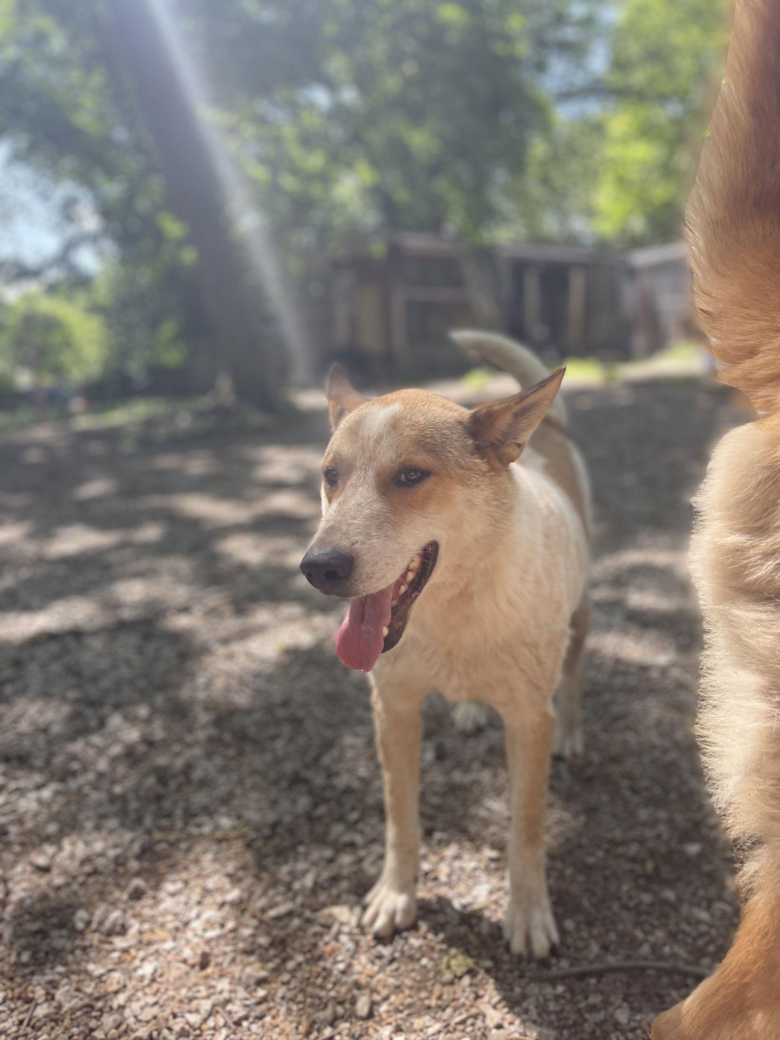 Mickey, Adoptable, Adult Male Australian Shepherd.