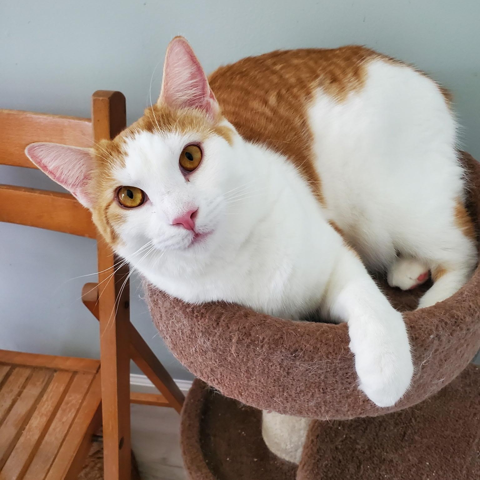 Enlarge Pandora, a Adoptable Domestic Short Hair in Landenberg, PA image 2/4