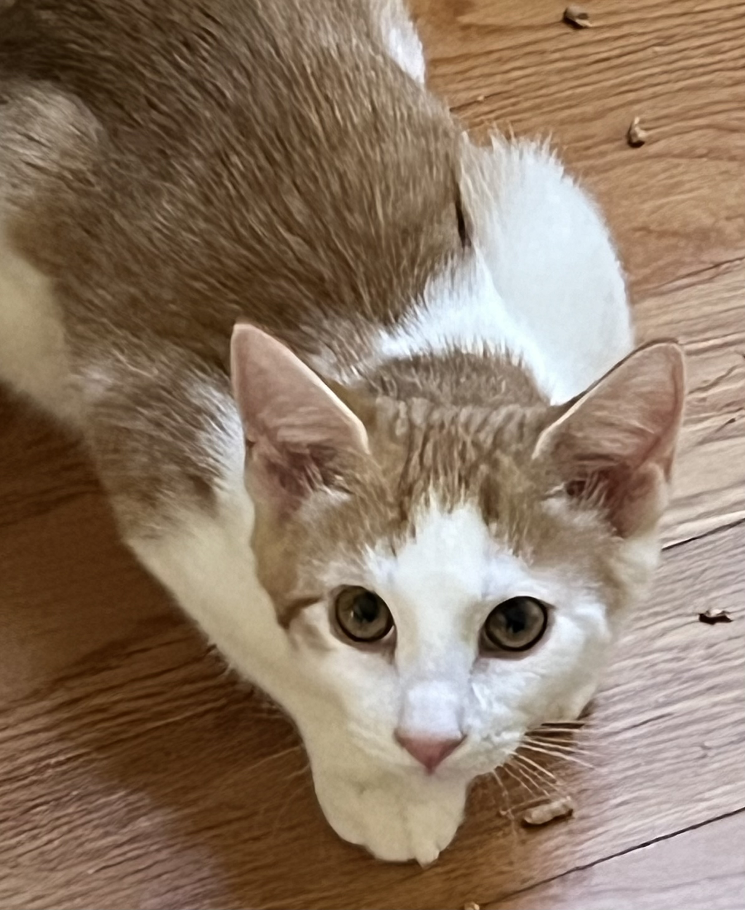 Enlarge Pandora, a Adoptable Domestic Short Hair in Landenberg, PA image 3/4