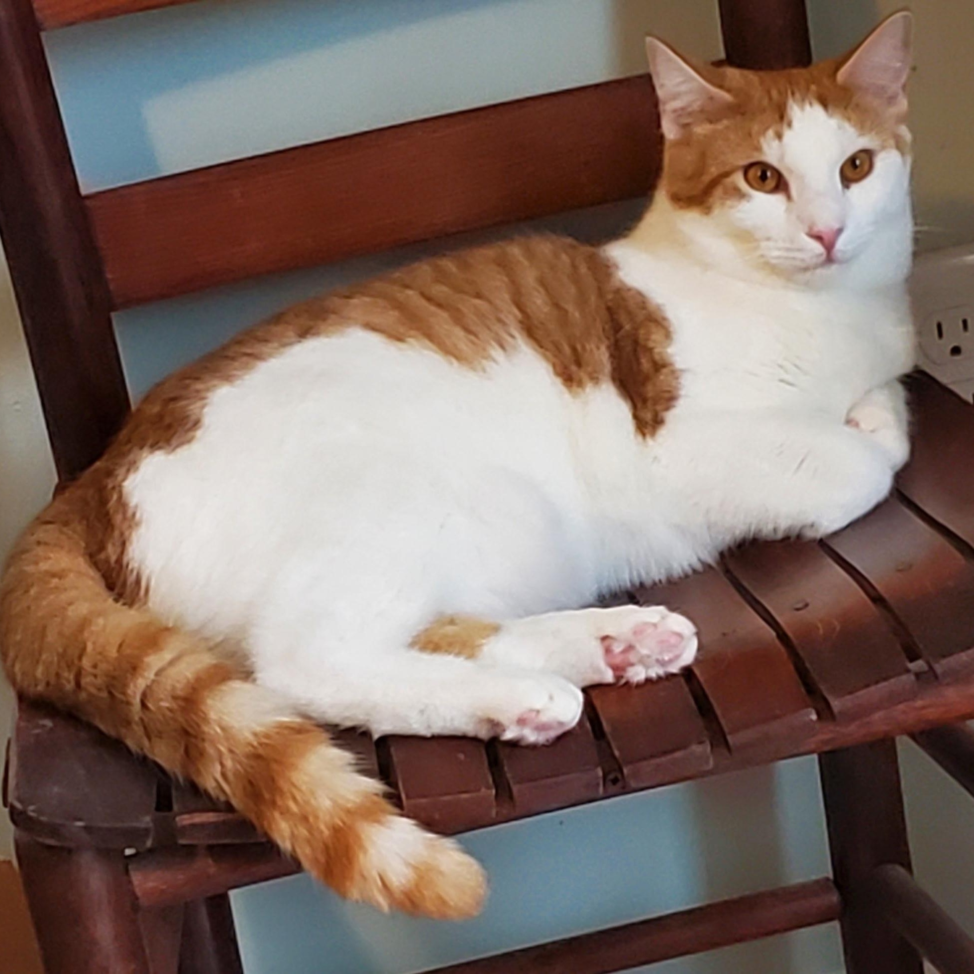 Pandora, Adoptable, Young Female Domestic Short Hair.