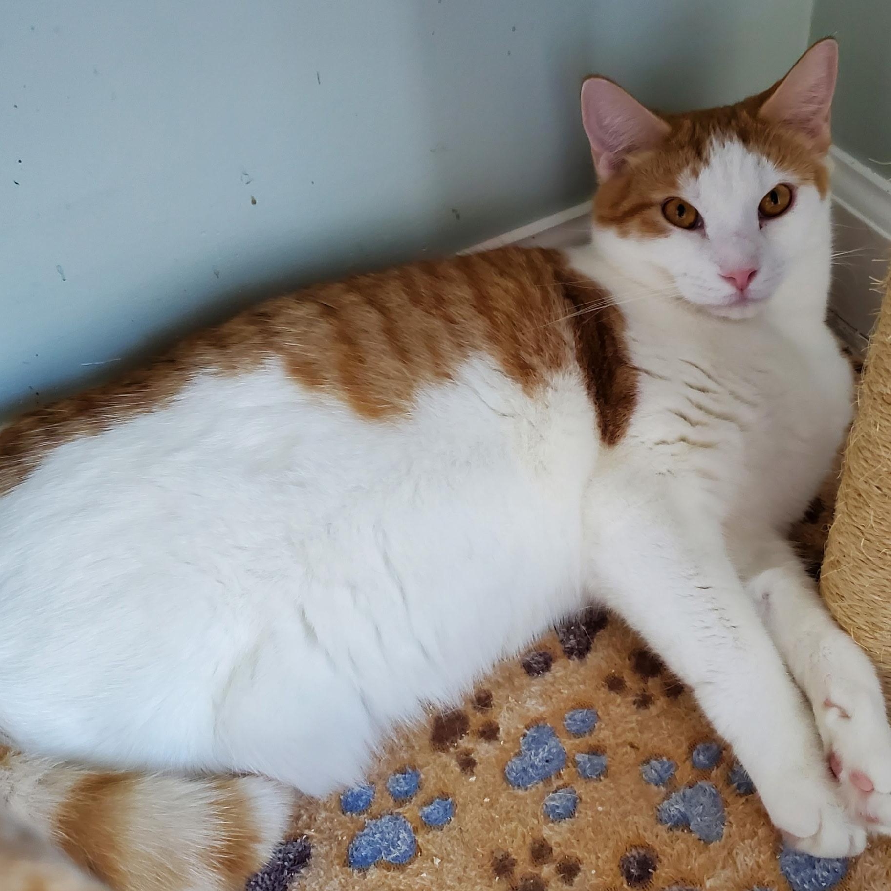 Enlarge Pandora, a Adoptable Domestic Short Hair in Landenberg, PA image 4/4