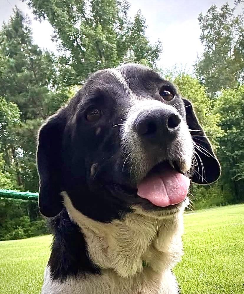 Thib, Adoptable, Young Male Labrador Retriever & Hound.