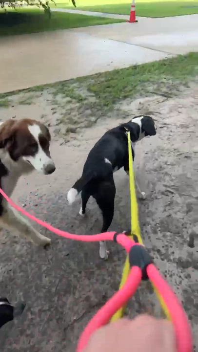 Enlarge Thib, a Adoptable mixed breed in Syracuse, NY video 2/5