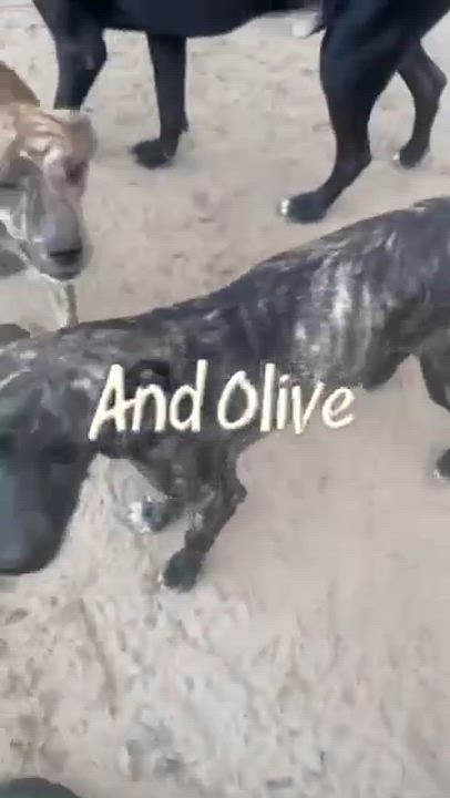 Enlarge Thib, a Adoptable mixed breed in Syracuse, NY video 4/5