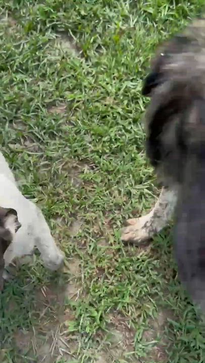 Enlarge Thib, a Adoptable mixed breed in Syracuse, NY video 5/5