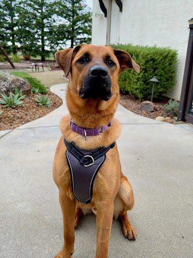 Adrian Pimento, Adoptable, Adult Male German Shepherd Dog.