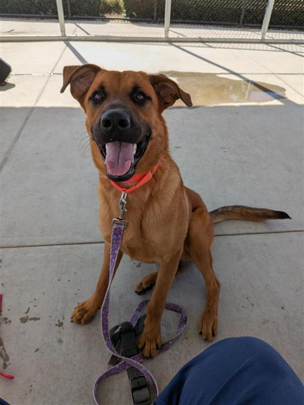 Adrian Pimento, a Adoptable German Shepherd Dog in Elk Grove, CA image 2/3