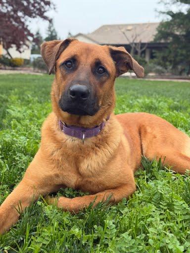 Adrian Pimento, a Adoptable German Shepherd Dog in Elk Grove, CA image 3/3