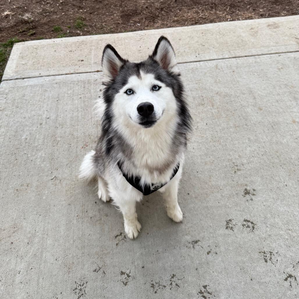 Enlarge Luna, a Adoptable Siberian Husky in Branford, CT image 1/1
