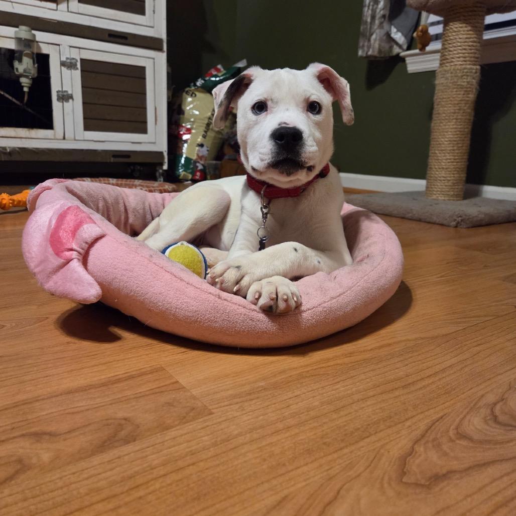 Rachel - IN FOSTER, Adoptable, Puppy Female Mixed Breed.