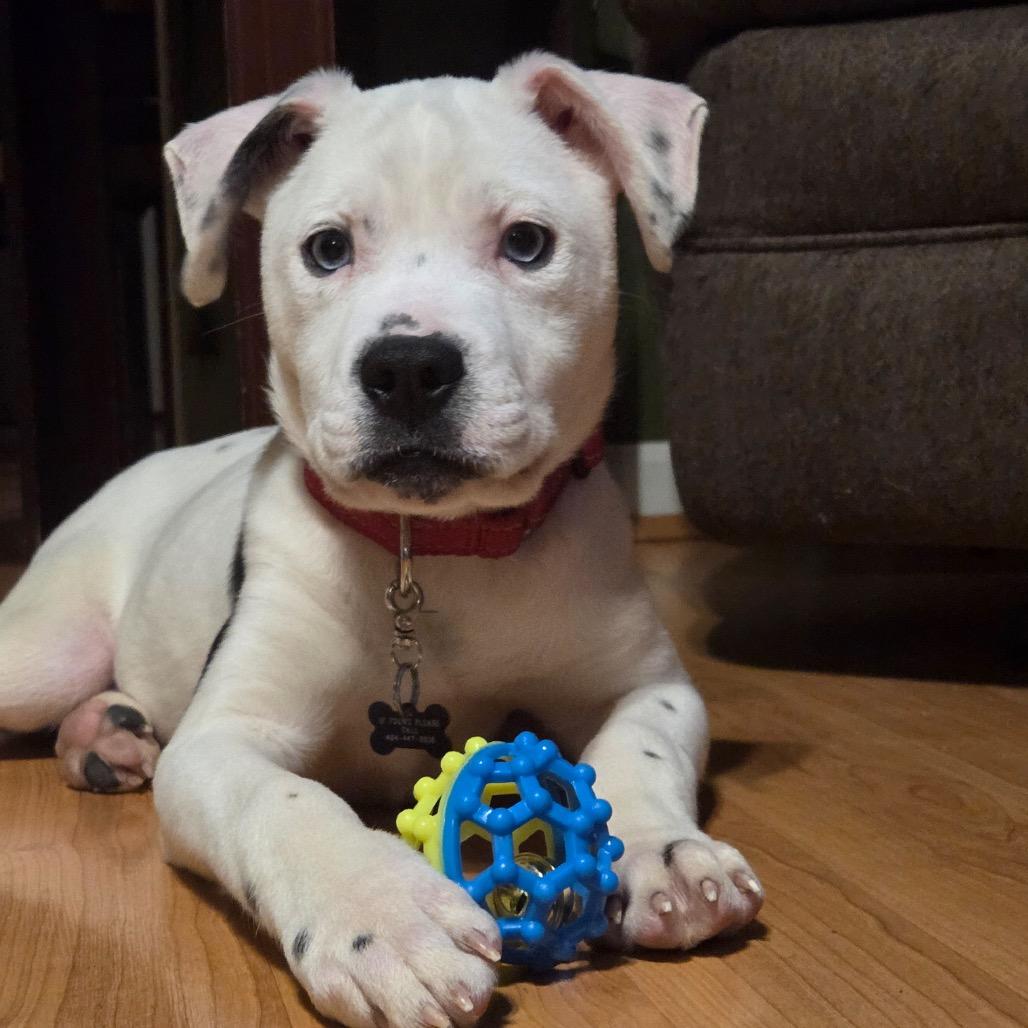 Enlarge Rachel - IN FOSTER, a Adoptable Mixed Breed in Birdsboro, PA image 2/2