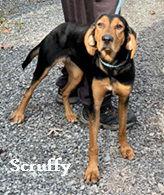 Scruffy, Adoptable, Adult Female Hound.