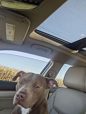 Max - LOWELL, IN, Adoptable, Adult Male Mixed Breed & American Staffordshire Terrier.