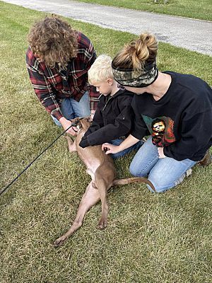 Enlarge Max - LOWELL, IN, a Adoptable mixed breed in LOWELL, IN image 2/4