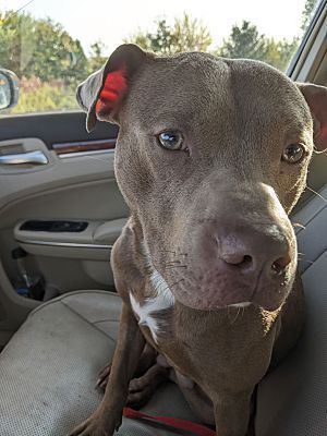 Enlarge Max - LOWELL, IN, a Adoptable mixed breed in LOWELL, IN image 3/4