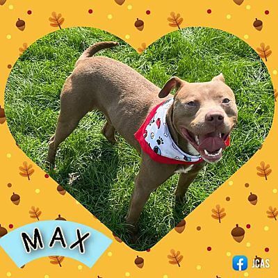 Enlarge Max - LOWELL, IN, a Adoptable mixed breed in LOWELL, IN image 4/4