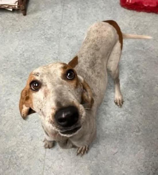 Starlight, Adoptable, Young Female Hound & Mixed Breed.