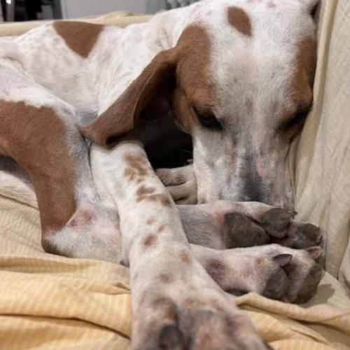 Enlarge Starlight, a Adoptable mixed breed in Washington, DC image 1/3