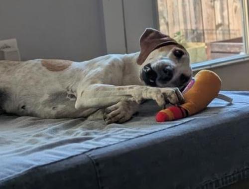 Enlarge Starlight, a Adoptable mixed breed in Washington, DC image 2/5