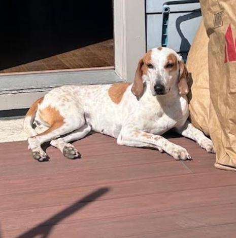 Enlarge Starlight, a Adoptable mixed breed in Washington, DC image 2/3