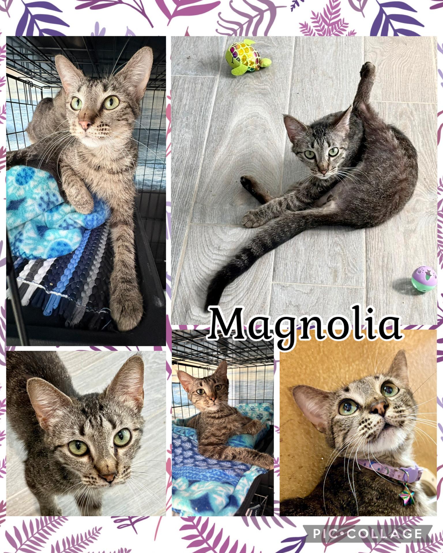 Enlarge MAGNOLIA, an adopted Tabby in Lawton, OK image 1/1