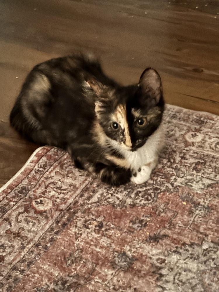D&D kittens: Cece the Barbarian, Adoptable, Kitten Female Domestic Medium Hair & Calico.
