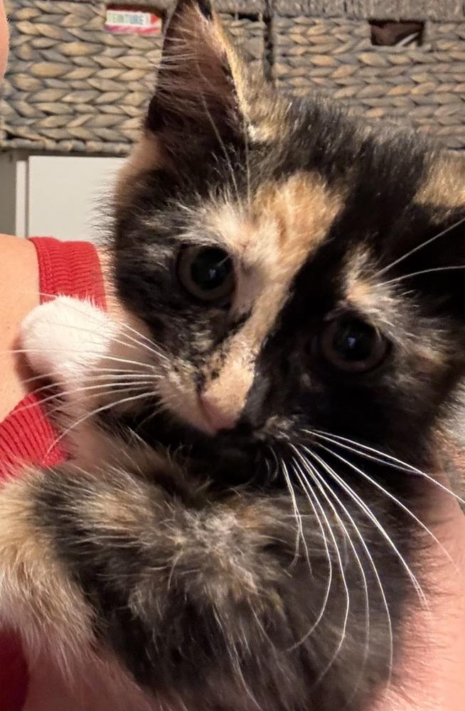 D&D kittens: Cece the Barbarian, a Adoptable mixed breed in Warren, CT image 2/6