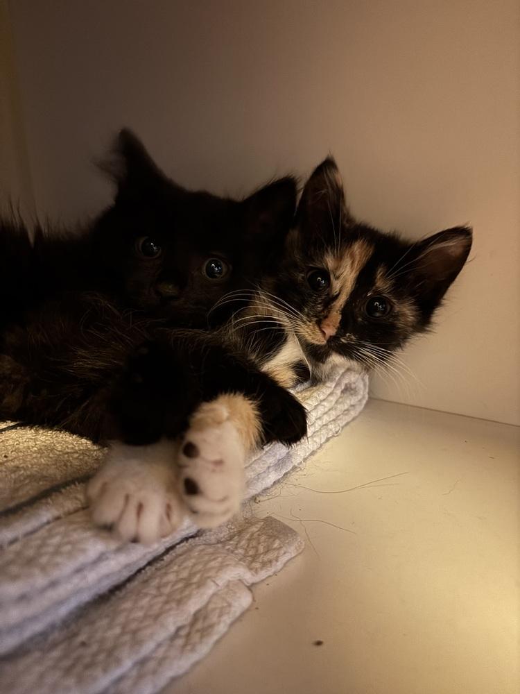 D&D kittens: Cece the Barbarian, a Adoptable mixed breed in Warren, CT image 3/6