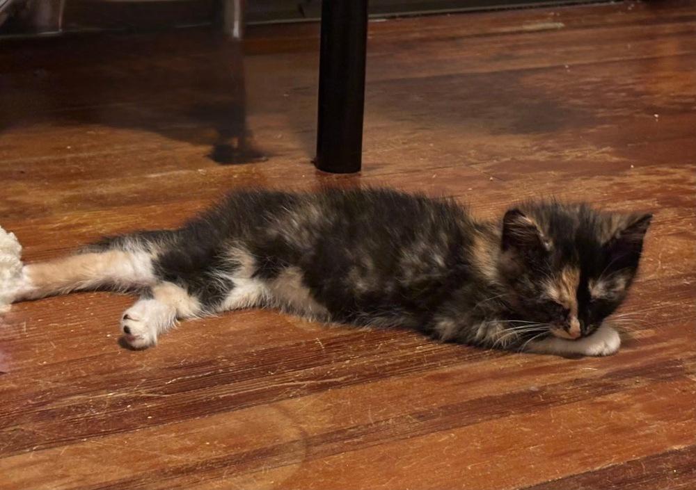 D&D kittens: Cece the Barbarian, a Adoptable mixed breed in Warren, CT image 4/6