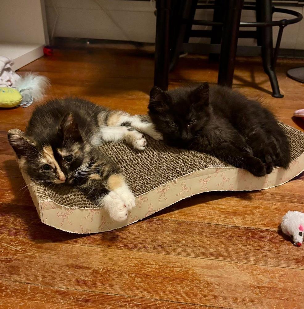 D&D kittens: Cece the Barbarian, a Adoptable mixed breed in Warren, CT image 5/6