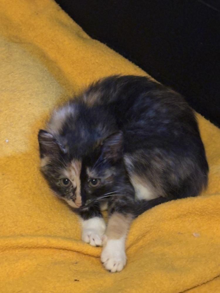 D&D kittens: Cece the Barbarian, a Adoptable mixed breed in Warren, CT image 6/6