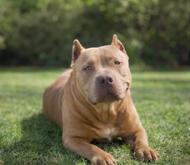 Zara , a ADOPTABLE Pit Bull Terrier in Bozeman, MT image 5/5