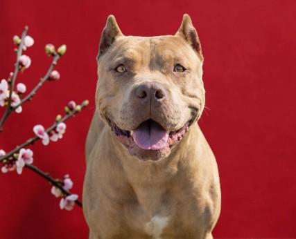 Zara , a ADOPTABLE Pit Bull Terrier in Bozeman, MT image 2/5
