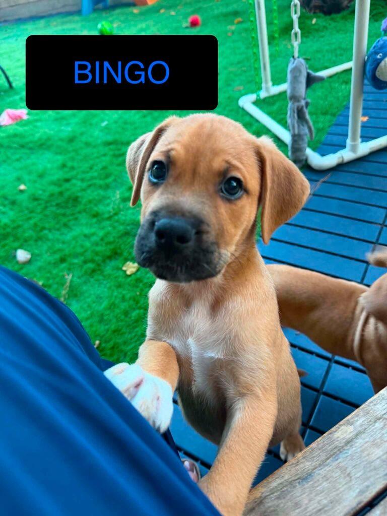 Enlarge Bingo, a Adopted Pit Bull Terrier in Salem, NH image 1/1
