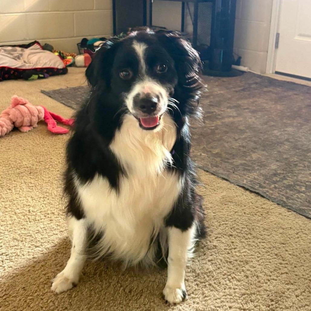 Marshall, Adoptable, Adult Male Australian Shepherd & Australian Shepherd.