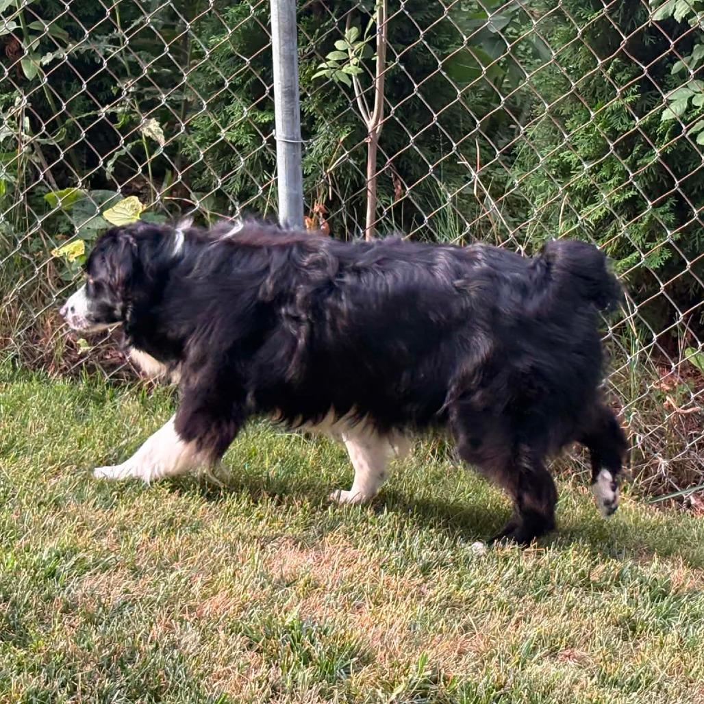Enlarge Marshall, a Adoptable mixed breed in Ada, MN image 3/5