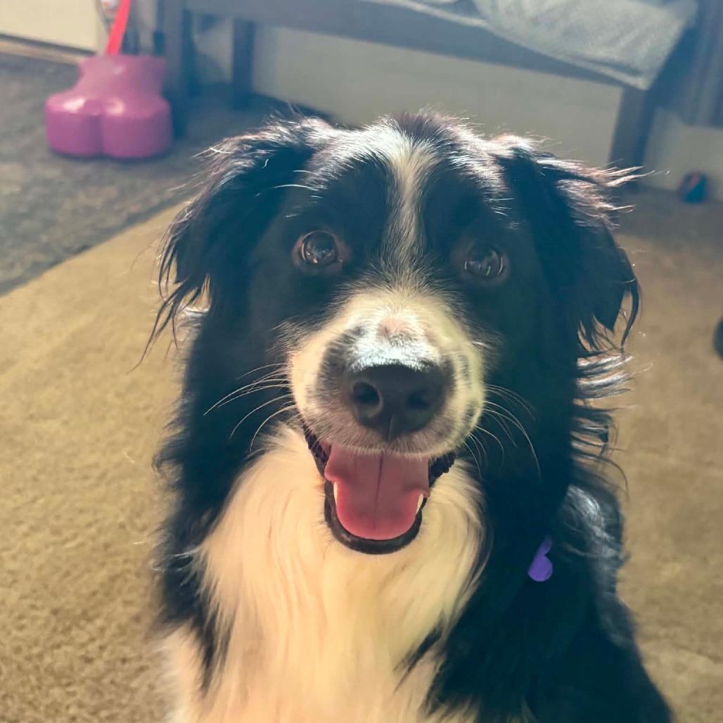 Enlarge Marshall, a Adoptable mixed breed in Ada, MN image 4/5