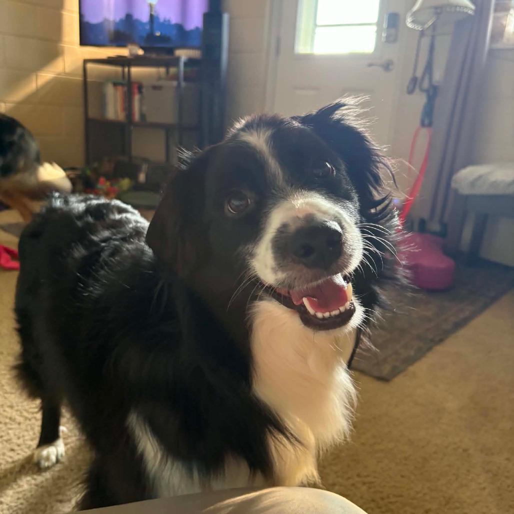 Enlarge Marshall, a Adoptable mixed breed in Ada, MN image 5/5