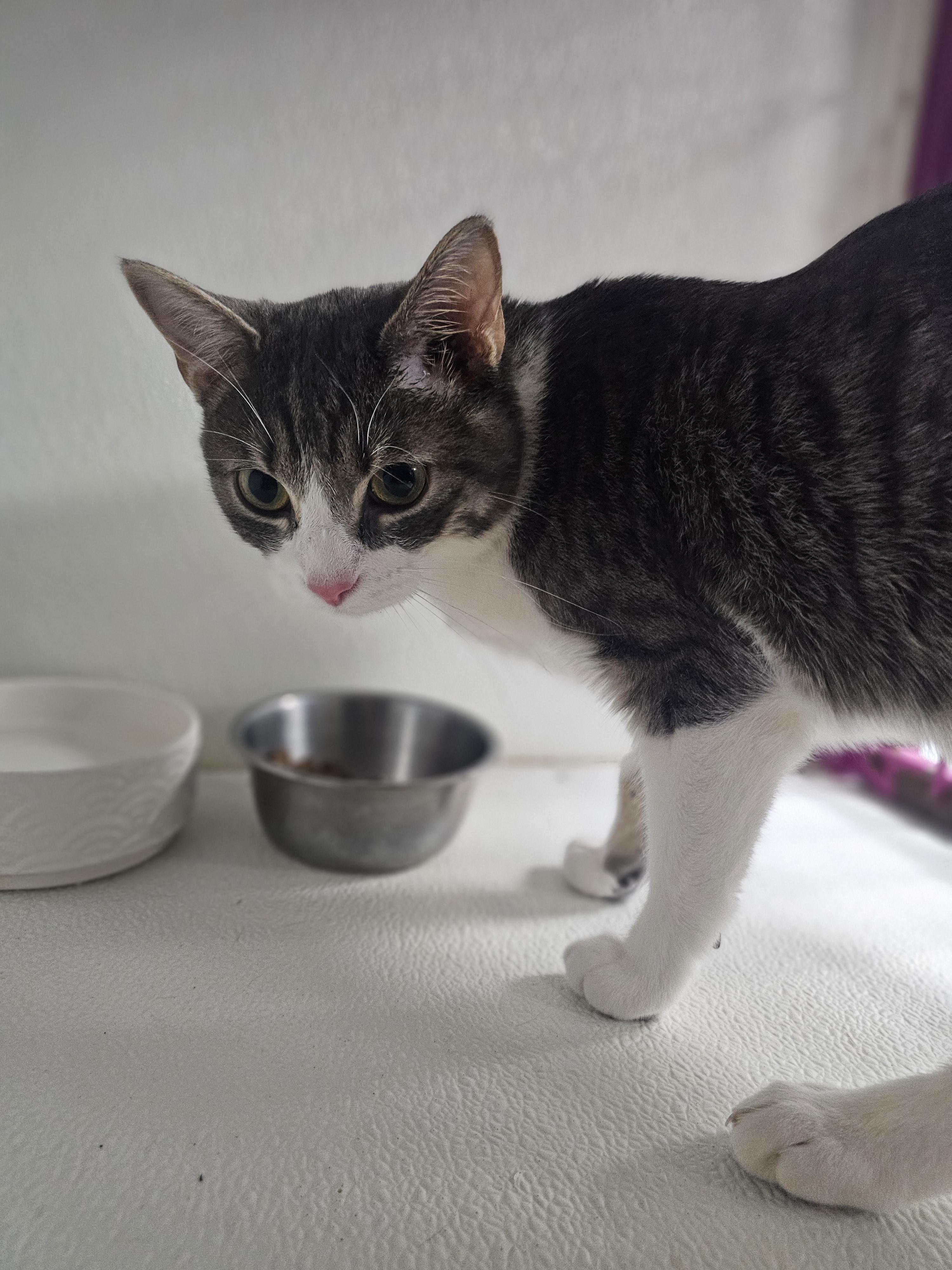 Bran, Adoptable, Young Male Domestic Short Hair.