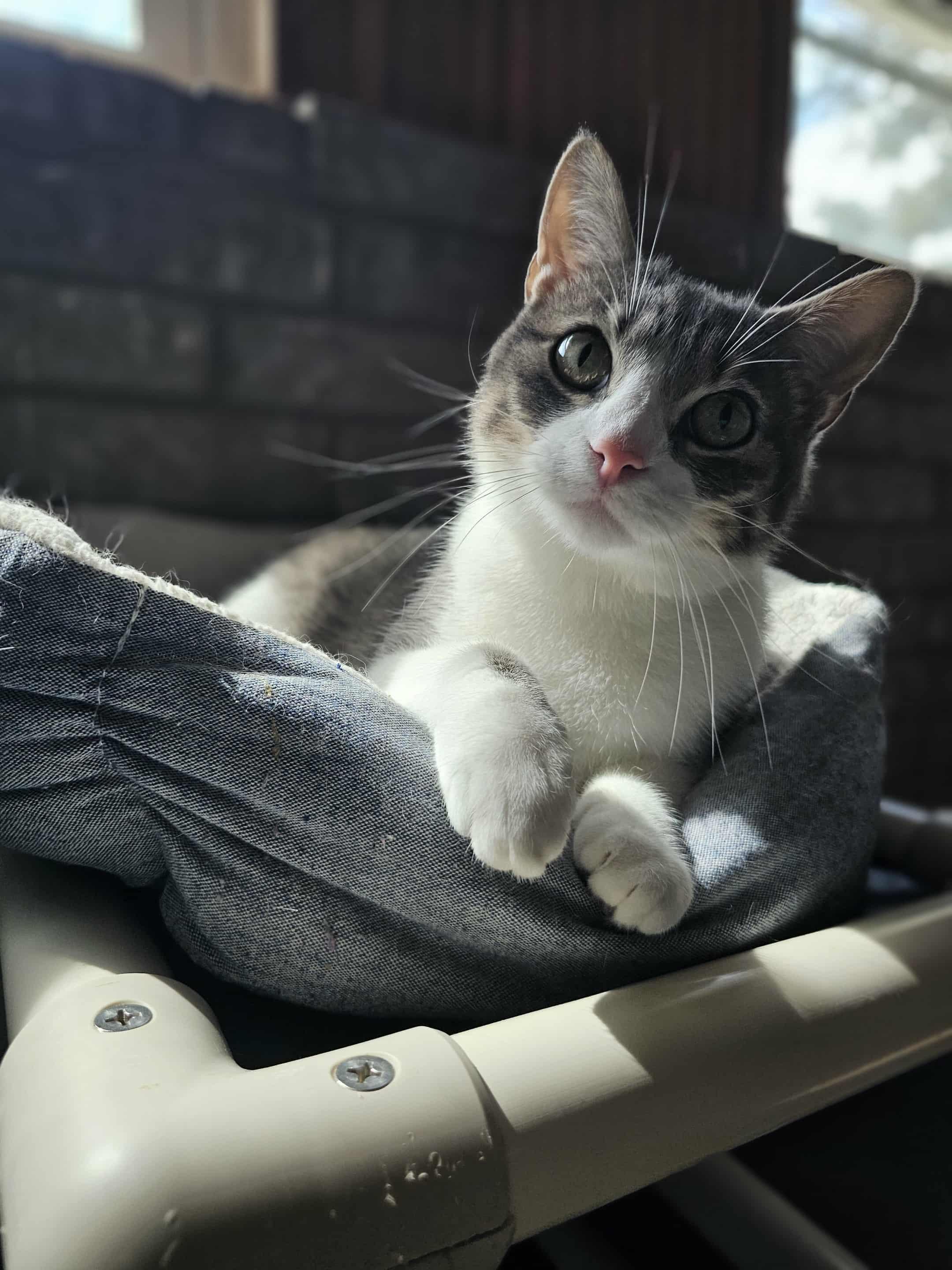 Enlarge Bran, a Adoptable mixed breed in San Angelo , TX image 3/6