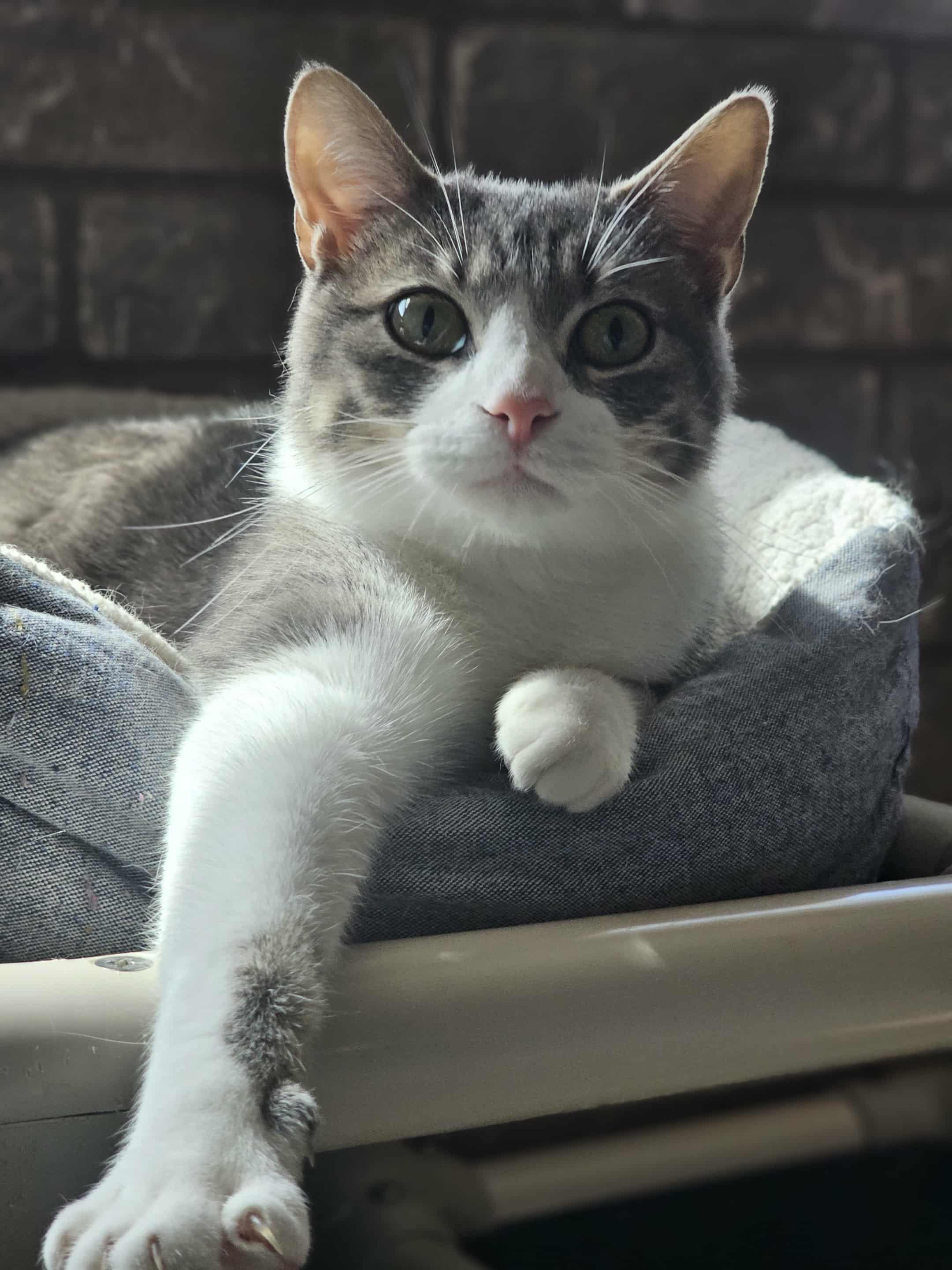 Enlarge Bran, a Adoptable mixed breed in San Angelo , TX image 4/6